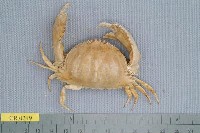 藏品(卷折饅頭蟹)的圖片